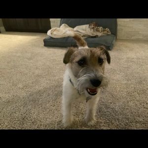 Meet your Posher, Morgan